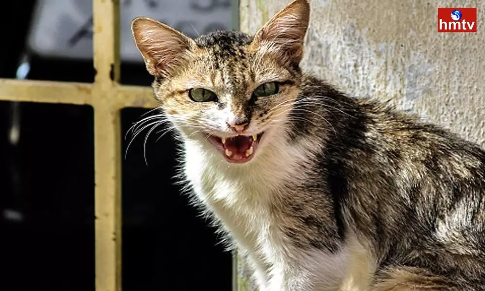 Cats give Gauribidanur Rural Cops Respite From Rat Menace