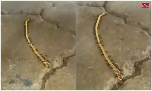 Small Gold Thieves It is Going Viral On Social Media Small Gold Thieves It is Going Viral On Social Media