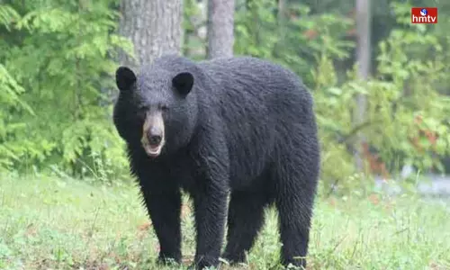 Bear Attack on Women in Ananthapur District