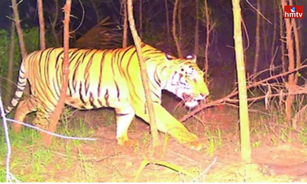 A Tiger Fear in Anakapalle District