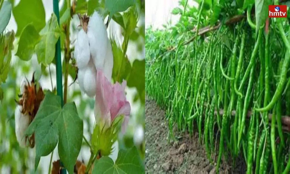Farmers Interest in Cultivation of Cotton and Chilli During Kharif Season