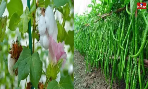 Farmers Interest in Cultivation of Cotton and Chilli During Kharif Season Farmers Interest in Cultivation of Cotton and Chilli During Kharif Season