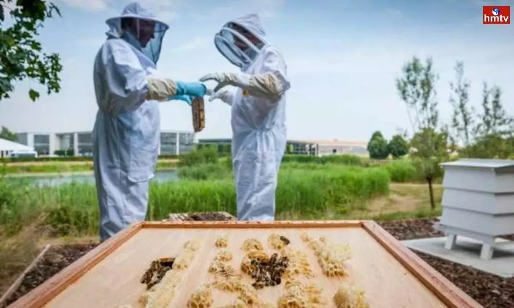 Australia Honey Bees put in Lockdown