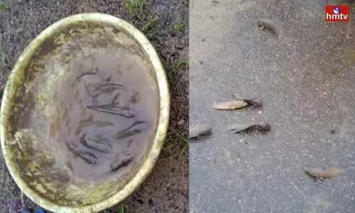 Fish Rain in Jayashankar Bhupalpally