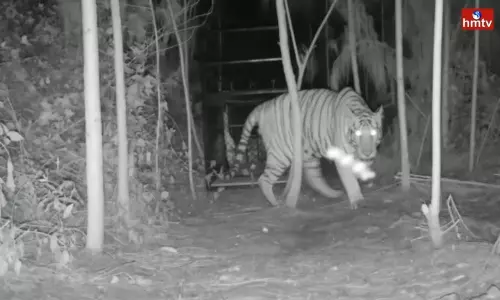 Tiger Fear In Anakapalle District | AP News