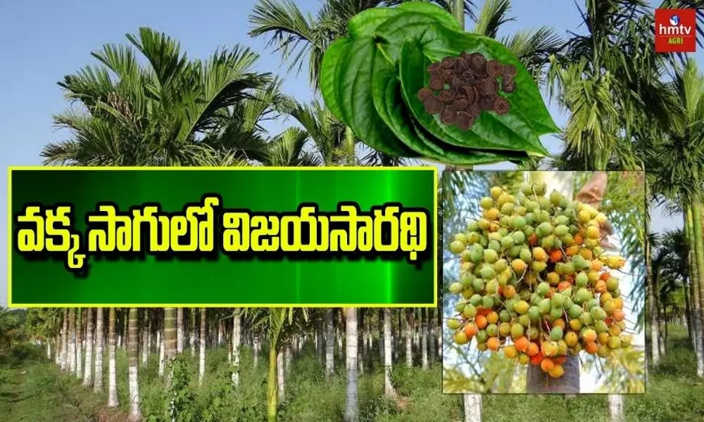 Betel Nut Farming Profit in Telugu