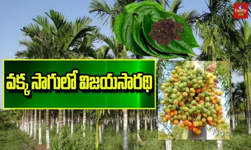 Betel Nut Farming Profit in Telugu Betel Nut Farming Profit in Telugu