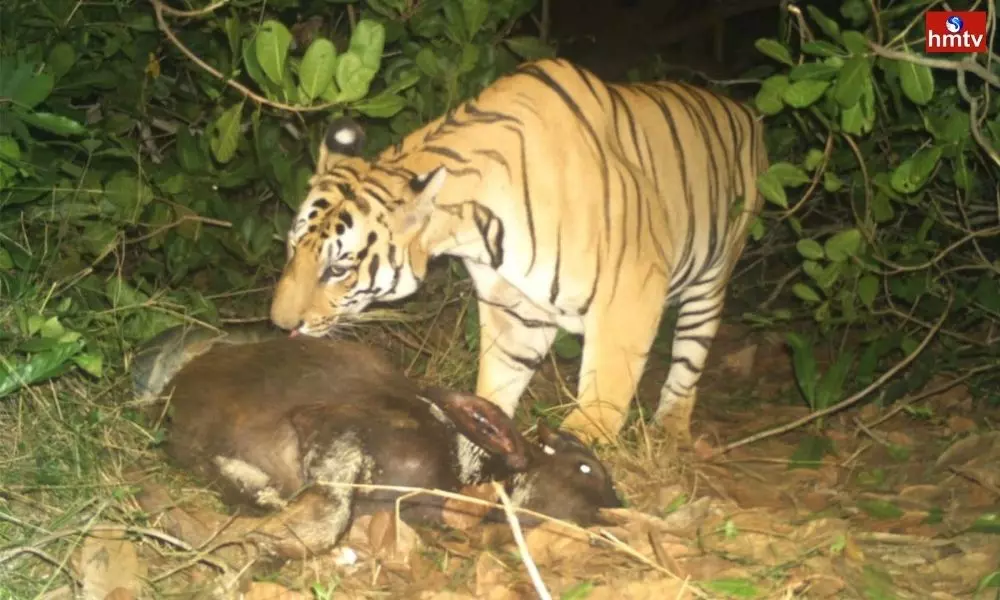 Calves killed by Bengal tiger in Anakapalli district