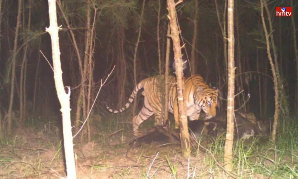 Tiger Fear in Prakasam District