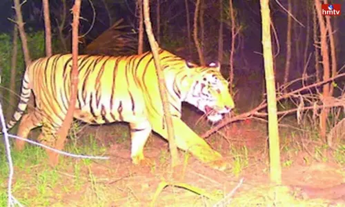 Tiger Fear In Anakapalli District | AP News