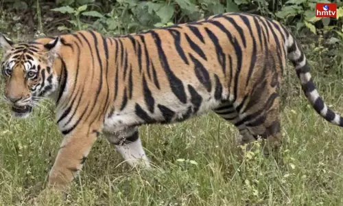 Tiger Migration in Anakapalli District