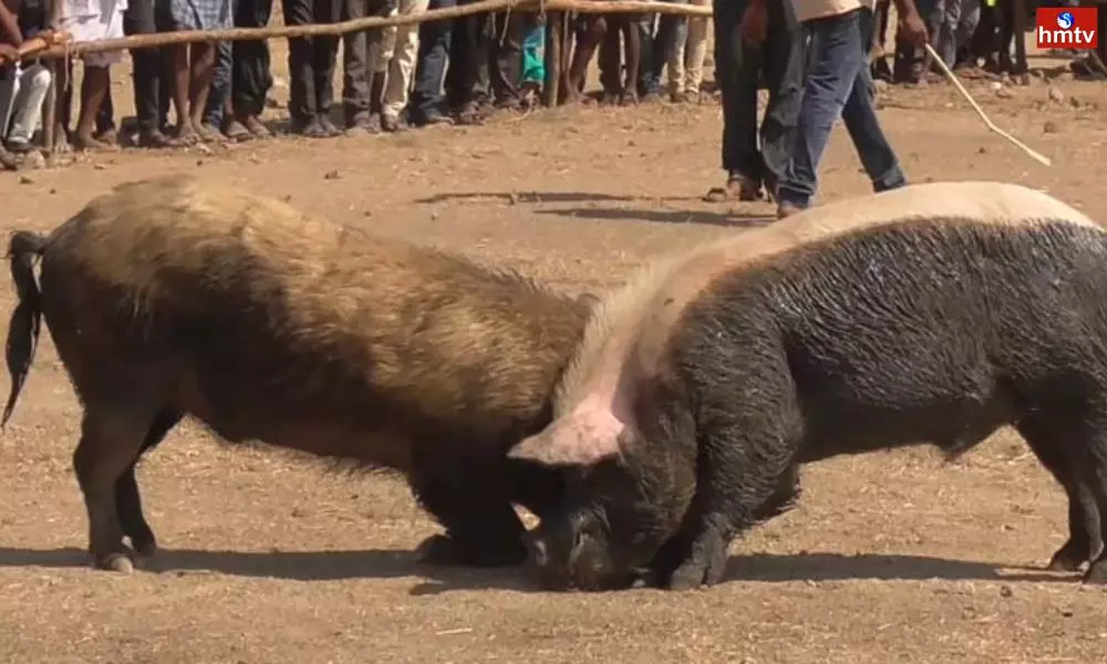 Pig Competitions at Samarlakota Kakinada District