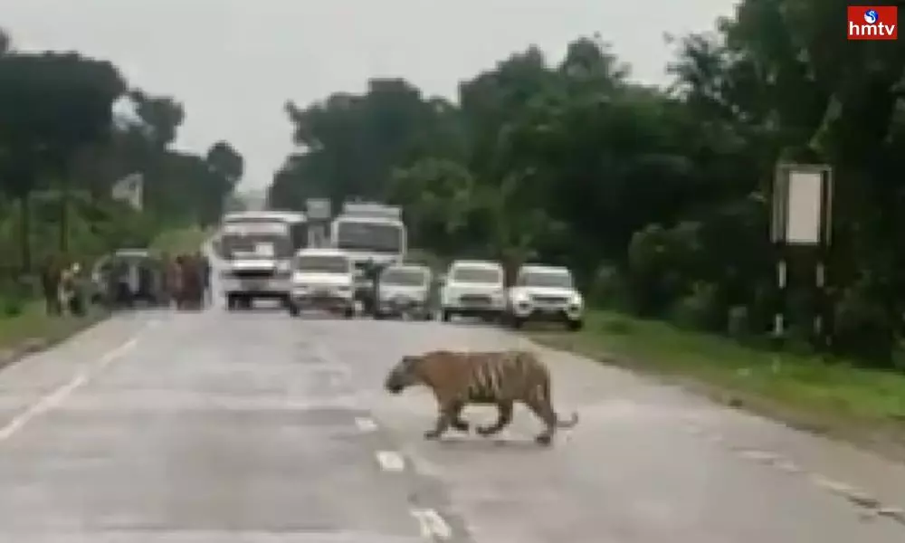 Tiger In Traffic