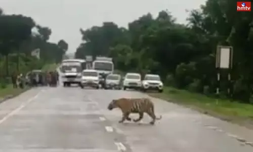 Tiger In Traffic Tiger In Traffic