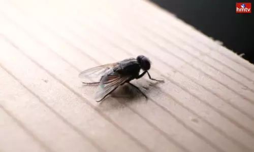 House flies: వర్షాకాలంలో ఈగల బెడద మరీ ఎక్కువ.. ఇలా చేస్తే కనిపించవు..! House flies: వర్షాకాలంలో ఈగల బెడద మరీ ఎక్కువ.. ఇలా చేస్తే కనిపించవు..!