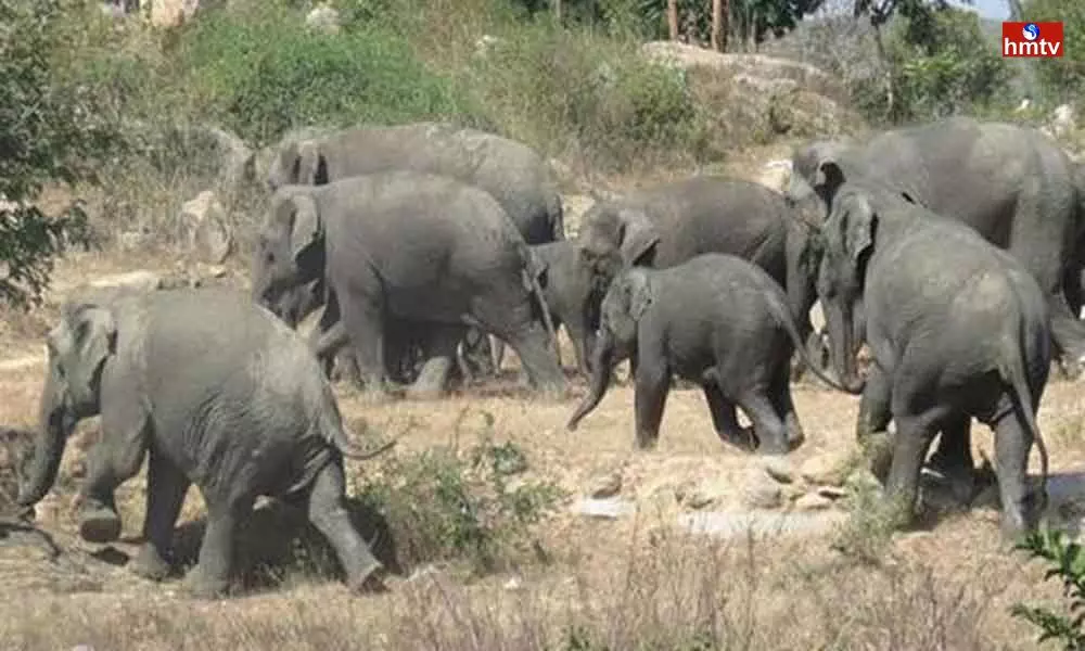 Elephants Hulchul In Chittoor District