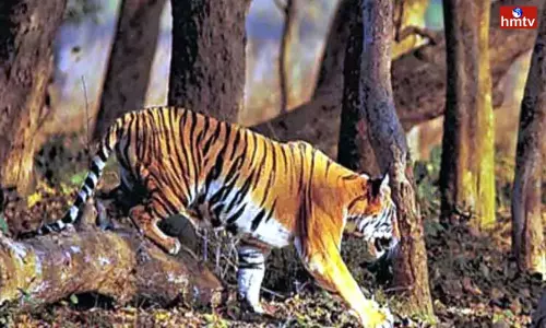 Tiger Hulchul In Anakapalle District