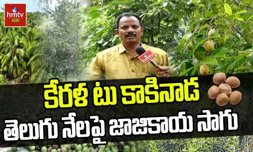 Jajikaya-Japatri Farming in Kakinada