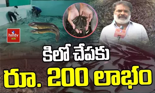 Koramenu Fish Farming by Srinivasa Reddy
