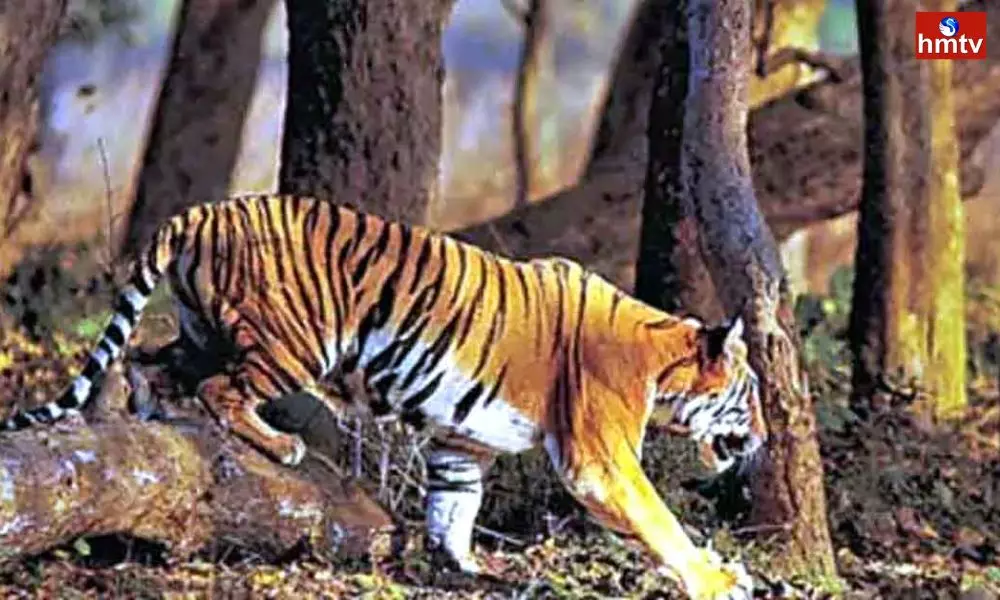 Tiger Migration in Anakapalli District