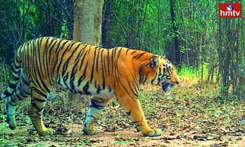 Tiger Fear In Anakapalle District | AP News Tiger Fear In Anakapalle District | AP News