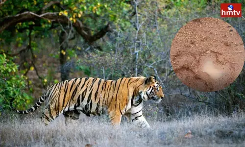 Tiger in Vizianagaram