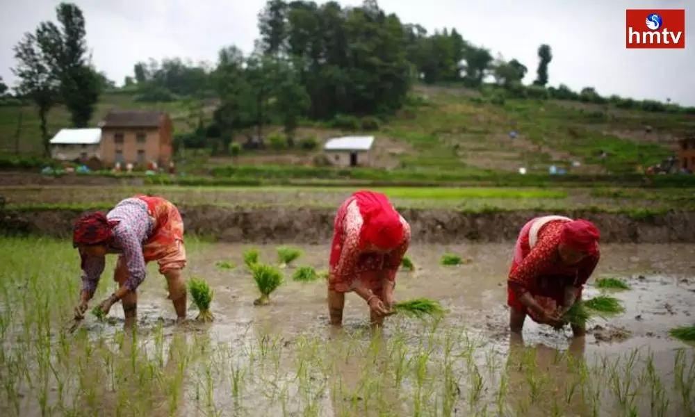 Nepalese Farmers Plant Rice Saplings in the Rice Paddy Field in Jagtial District