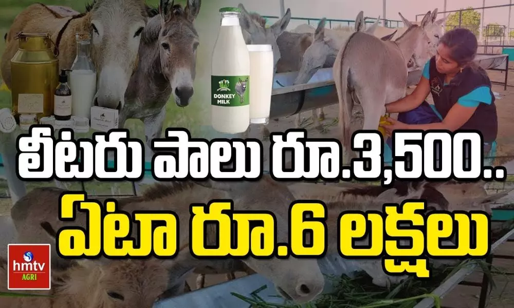 Man Earns More Than Former IT job by Selling Donkey Milk
