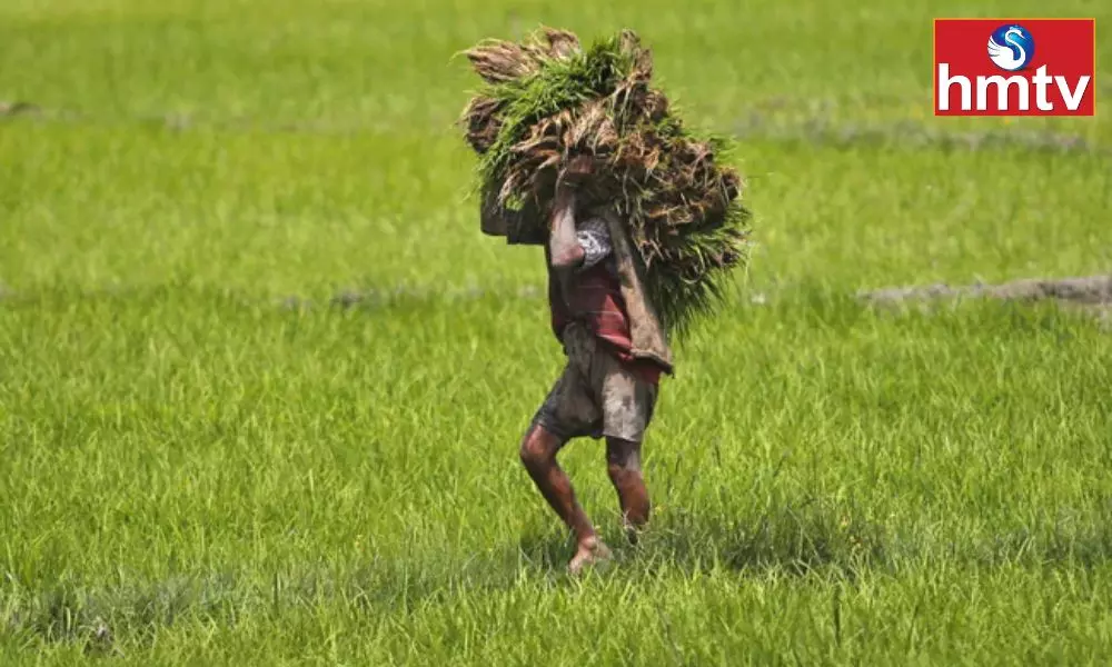 Union Cabinet Approves 1.5% Interest Aid On Agriculture Loan