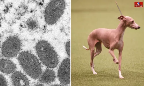 Monkeypox Affected to Dog