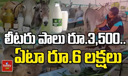 Man Earns More Than Former IT job by Selling Donkey Milk Man Earns More Than Former IT job by Selling Donkey Milk