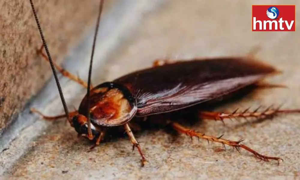 Try This Home Remedy to get rid of Cockroaches