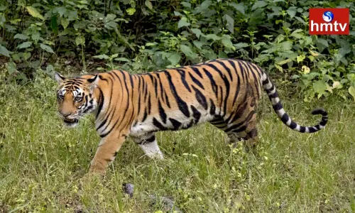 Tiger Roams Farmers And Villagers In Panic | TS News Tiger Roams Farmers And Villagers In Panic | TS News