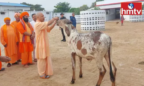 UP CM Yogi Adityanath Feeds Cows at Gorakhnath Temple UP CM Yogi Adityanath Feeds Cows at Gorakhnath Temple