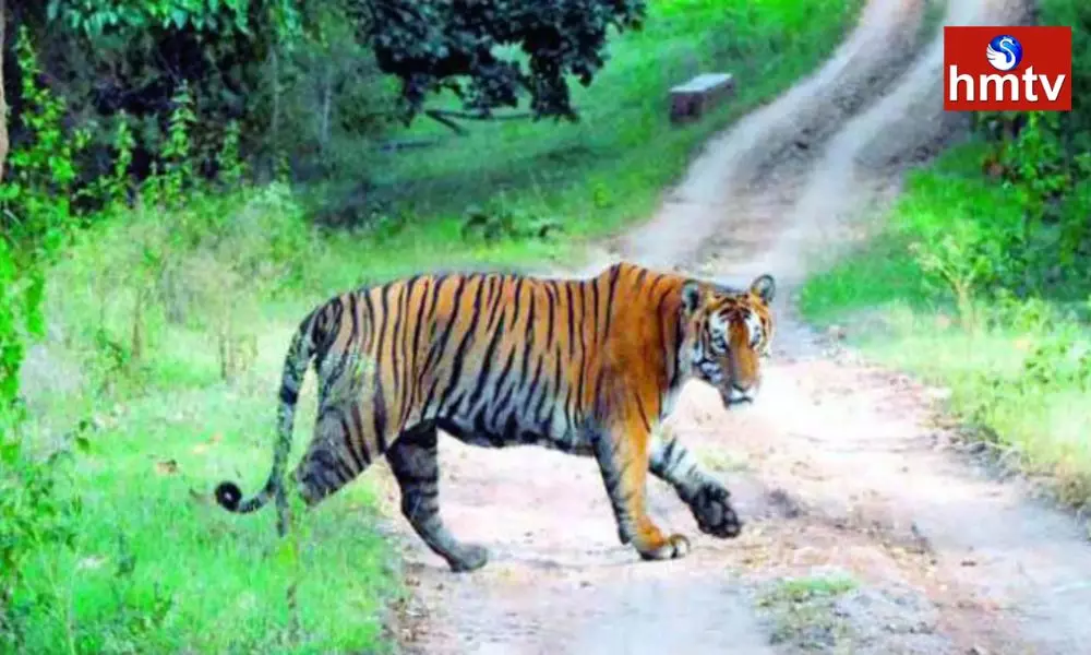 Tiger Hulchul in Jayashankar District