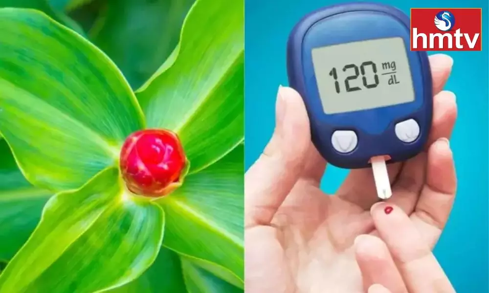 The Leaves of This Plant are a Miracle Medicine for Diabetic Patients It Increases Insulin in the Body