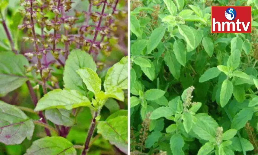 Tulsi Leaves are Effective in Treating These Diseases It Makes the Body Healthy