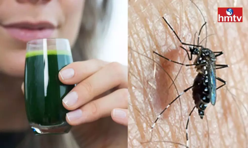 The Threat of Dengue is More During Rainy Season Drinking This Green Juice Increases Platelets