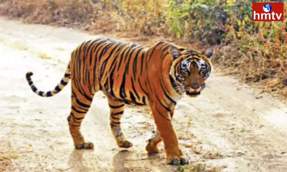 Tiger Hulchul In Aushapur Village Medchal
