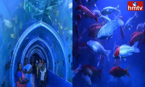 Tunnel Fish Aquarium in Nellore