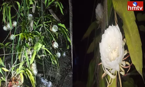 Blooming Brahma Kamalam in Sompalli Ambedkar District