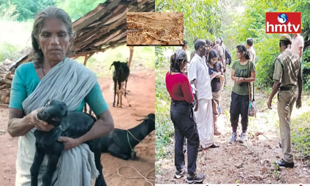 Yellow Crazy Ants Leave Cattle Blind, Affect Crops In Tamil Nadu Villages