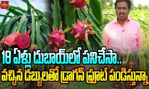 Farmer Thameem Success Story In Dragon Fruit Farming Nizamabad