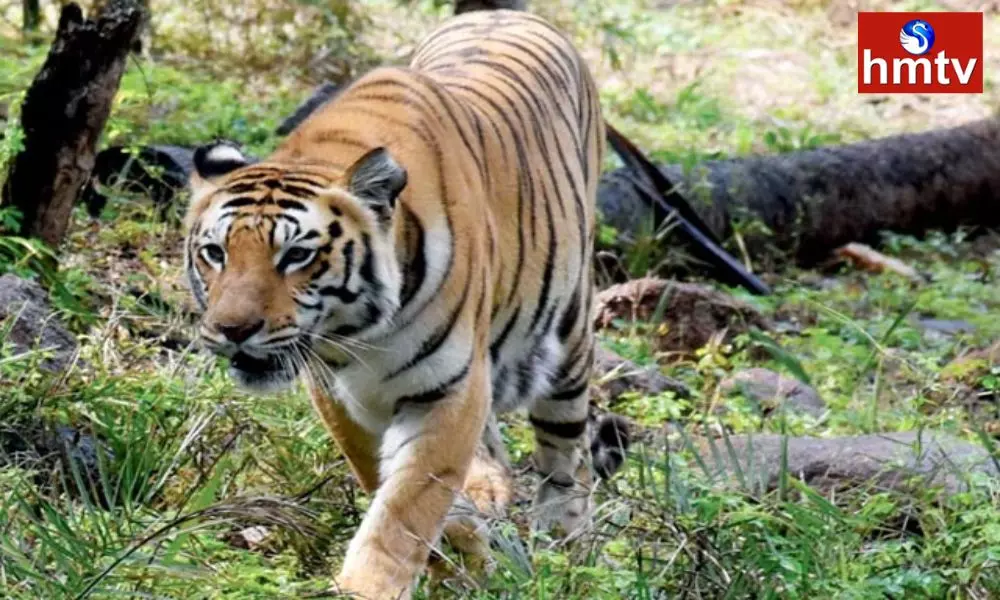 Tiger Roaming In Vizianagaram District