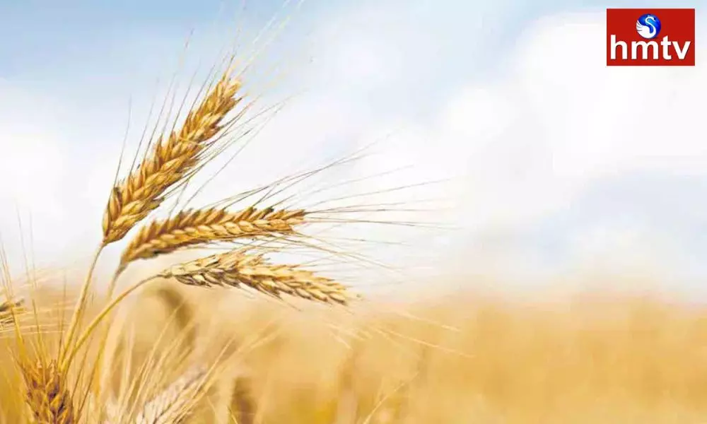 There is a Severe Shortage of Wheat in the Country