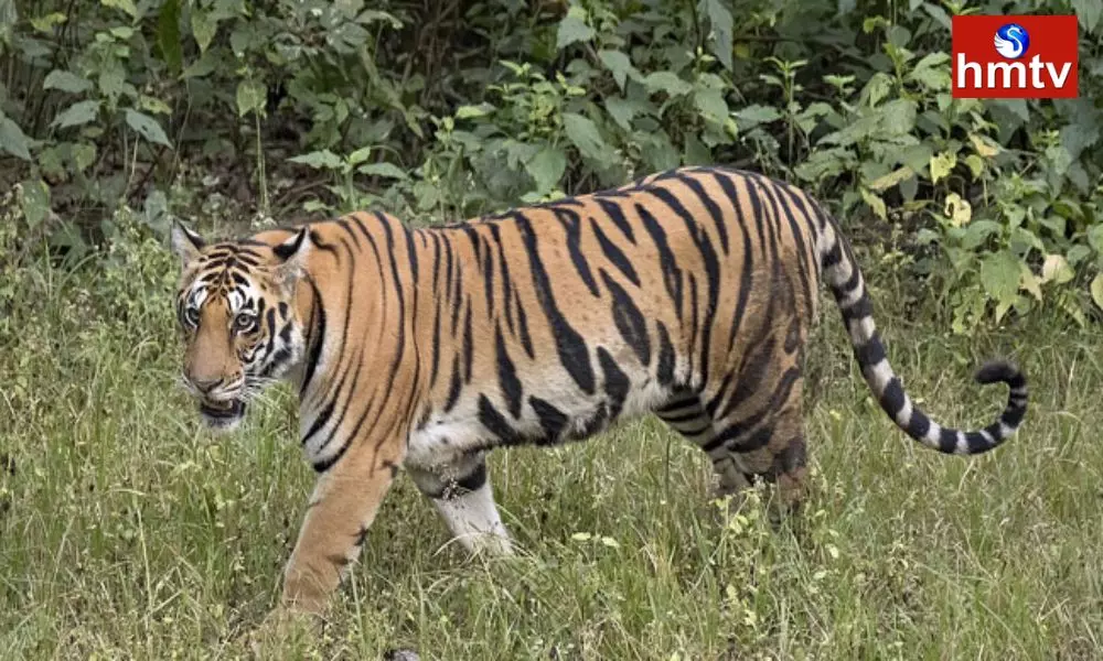 Tiger Hulchul In Adilabad