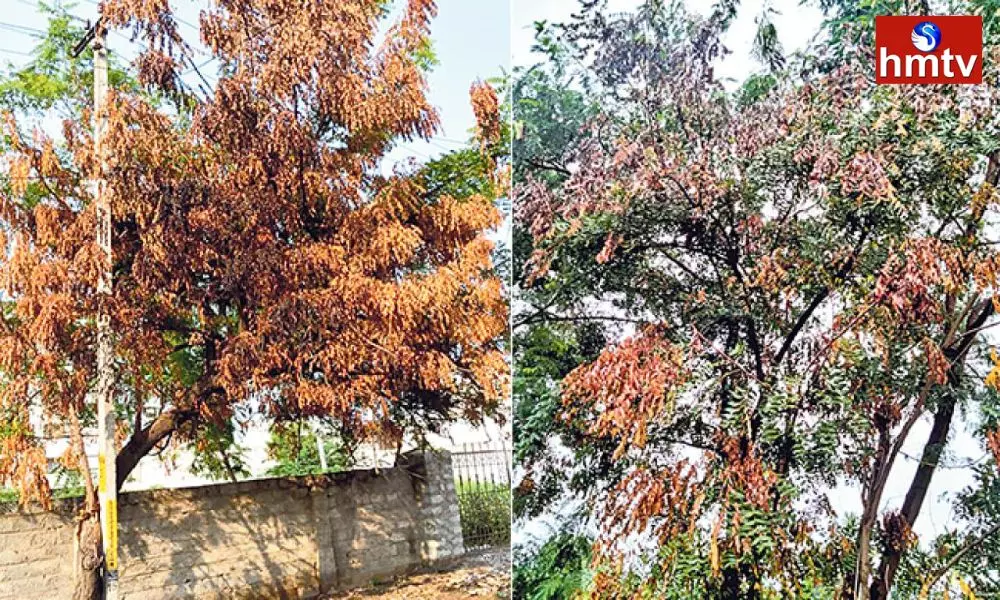 Neem Tree in Danger | TS News