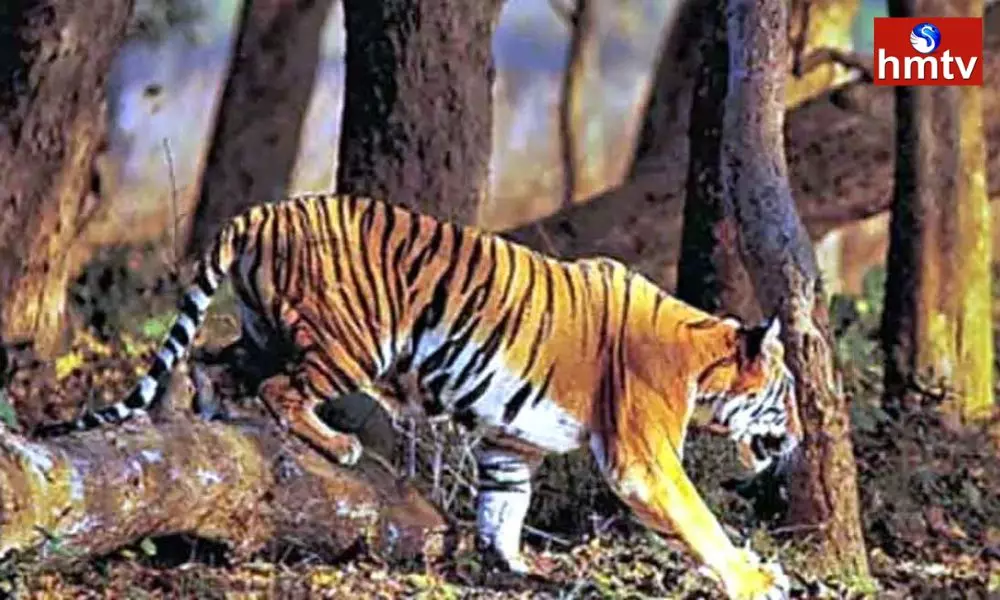 Tiger Hulchul In Anakapalle District
