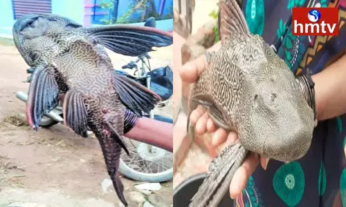 Rare Devil Fish in Hyderabad Ramanthapur Rare Devil Fish in Hyderabad Ramanthapur
