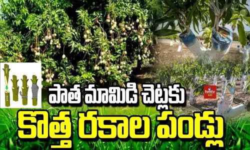 Old Mango Trees Yield New Type of Fruit